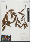 Foto von Salix alba L. x Salix pentandra L.